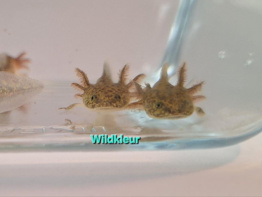Baby axolotl. Kleur: wildkleur, Dieren en Toebehoren, Amfibie, 0 tot 2 jaar