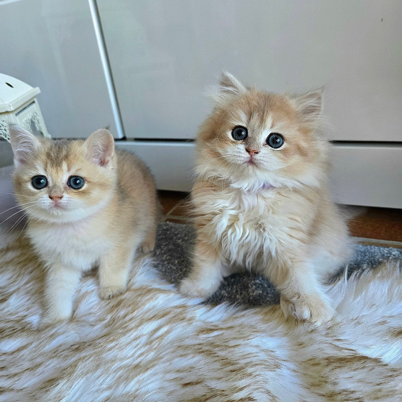 ​Raszuivere Britse Korthaar kittens, gevaccineerd, gechipt, Meerdere dieren, Gechipt