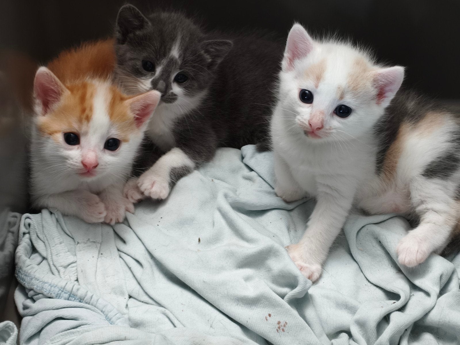 Nestje lieve kittens, grijs lapje, rode en zwart witte, Dieren en Toebehoren, Katten en Kittens | Overige Katten, Meerdere dieren