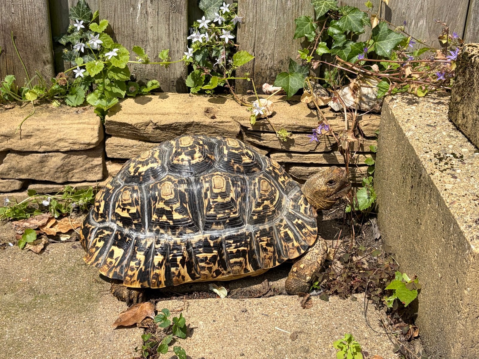 Stigmochelys pardalis 1.2 - pantherschildpad, Dieren en Toebehoren, Schildpad, Tam, 11 jaar of ouder