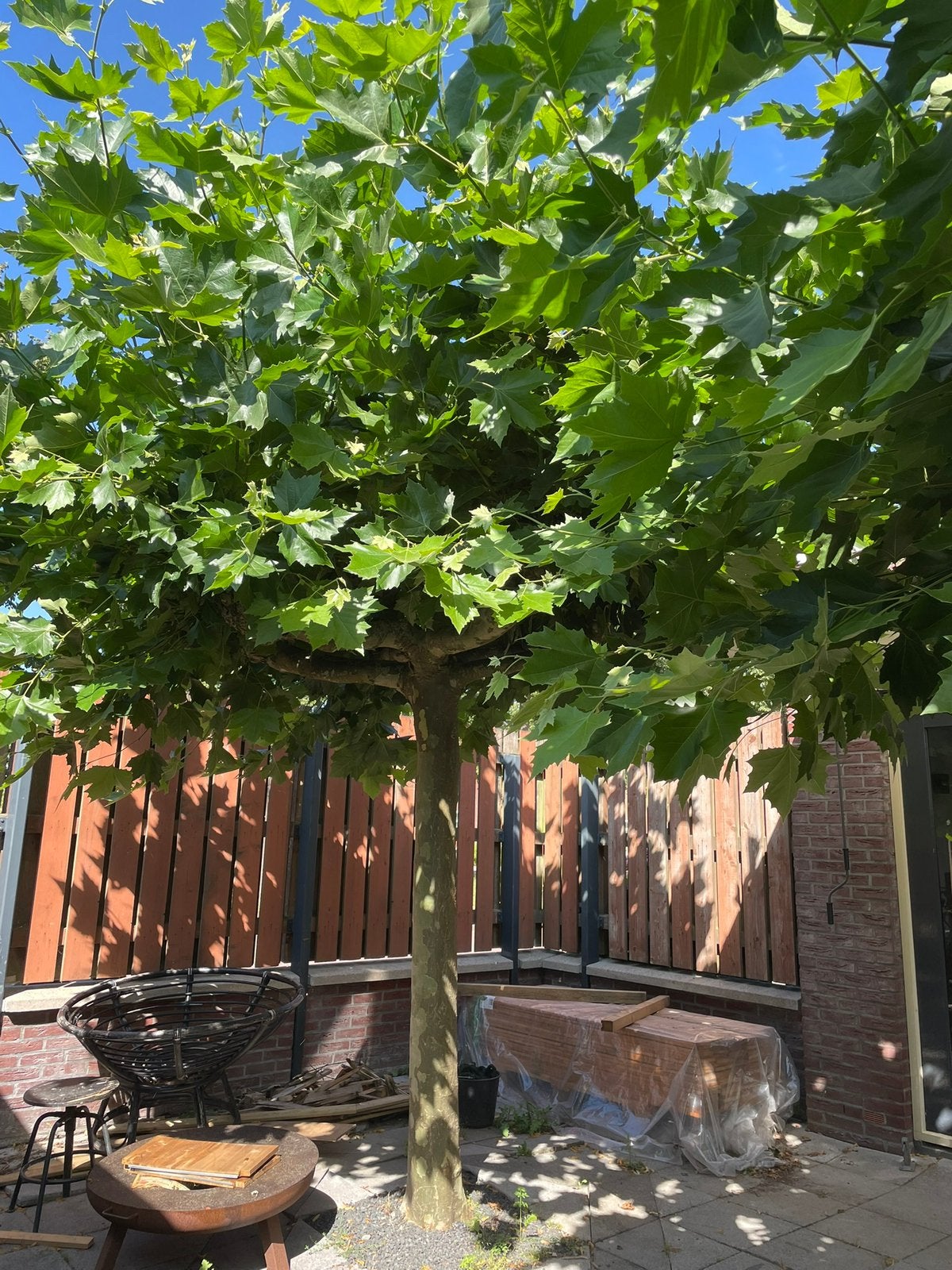 Dakplataan 2 stuks. 23 jaar oud, Tuin en Terras, Ophalen of Verzenden, Volle zon, Overige soorten