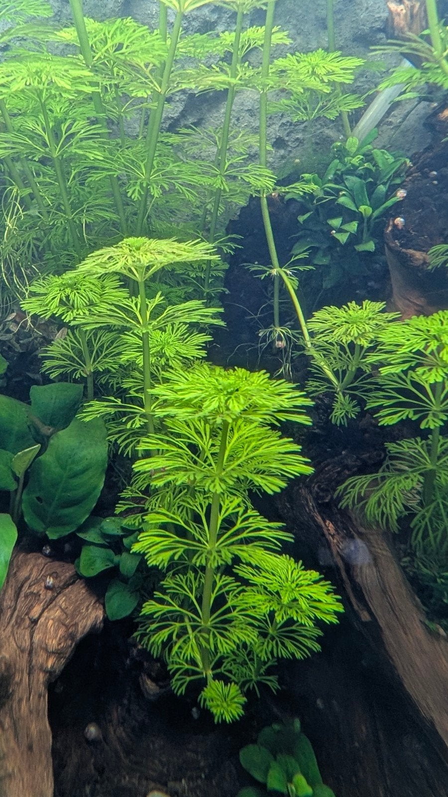 Aquariumplant -Limnophila sessiliflora - Snelle groeier, Ophalen, Nieuw, Plant(en), Steen of Hout