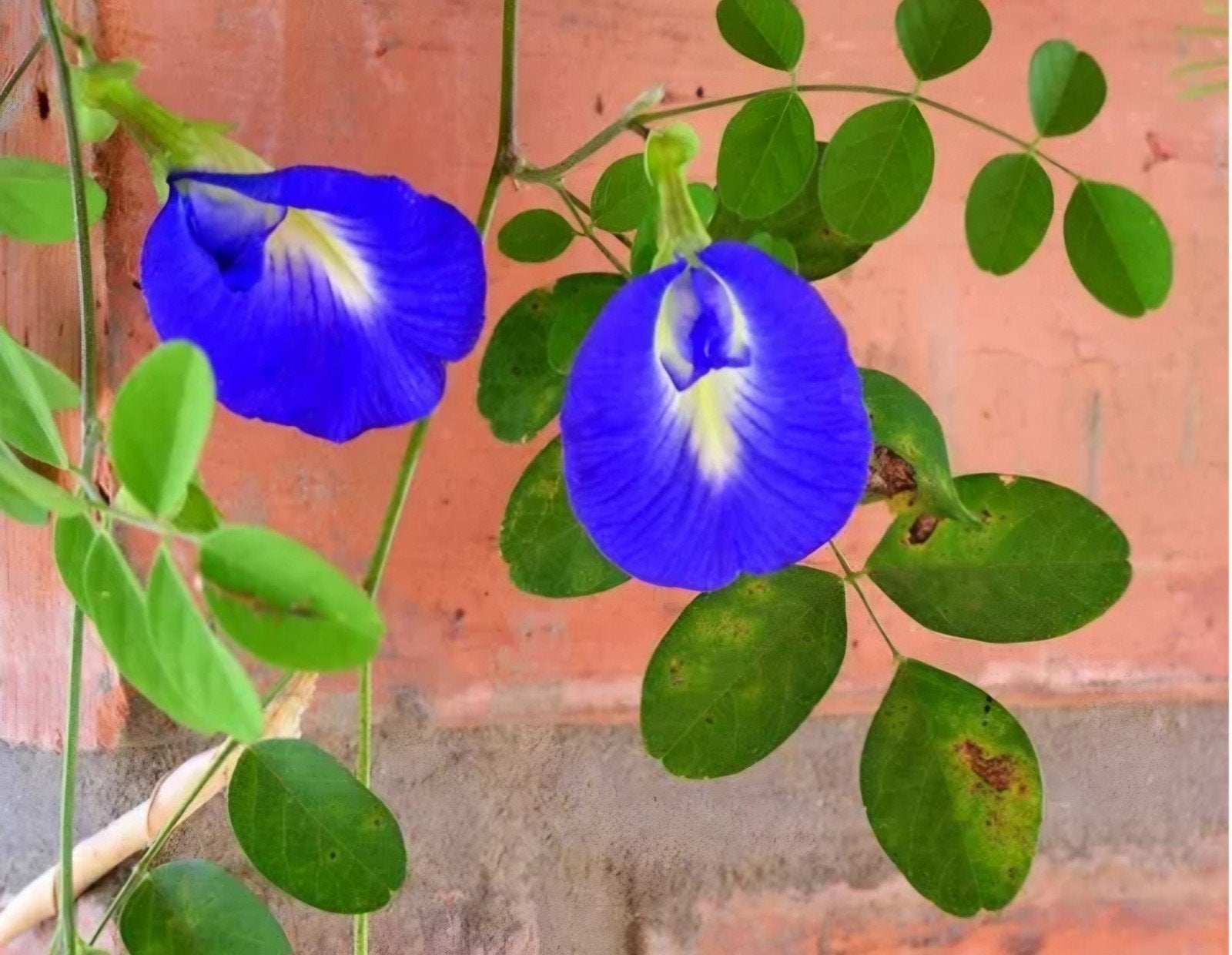 Clitoria Ternatea  - Blauwe Thee Plant, Ophalen, Overige soorten, Volle zon