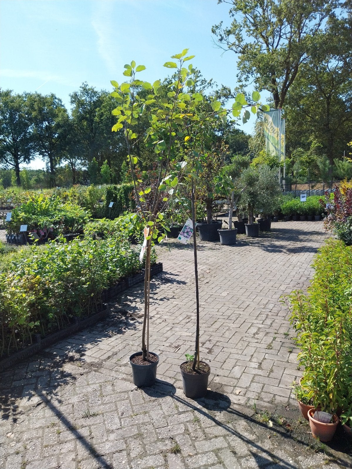 Restpartij 43 halfstam fruitbomen, appel,peer,kers,pruim', Ophalen, Lente, Volle zon, In pot