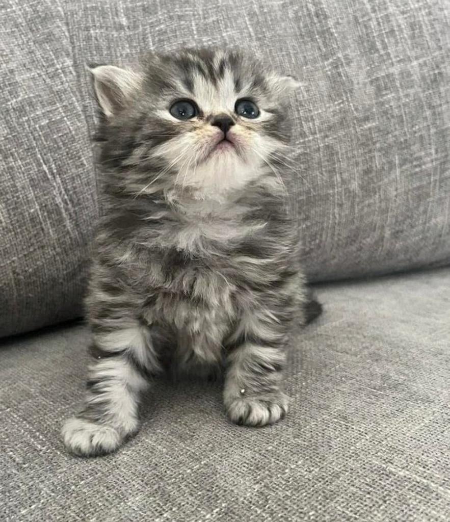 Gezocht: kittens, Ophalen of Verzenden