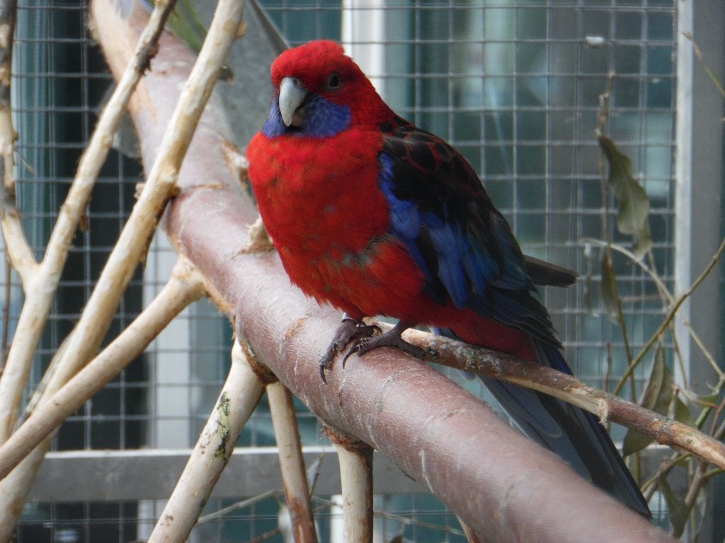 Pennantrosella | Passend advies | Gezonde vogels, Dieren en Toebehoren, Vogels | Parkieten en Papegaaien, Meerdere dieren, Parkiet