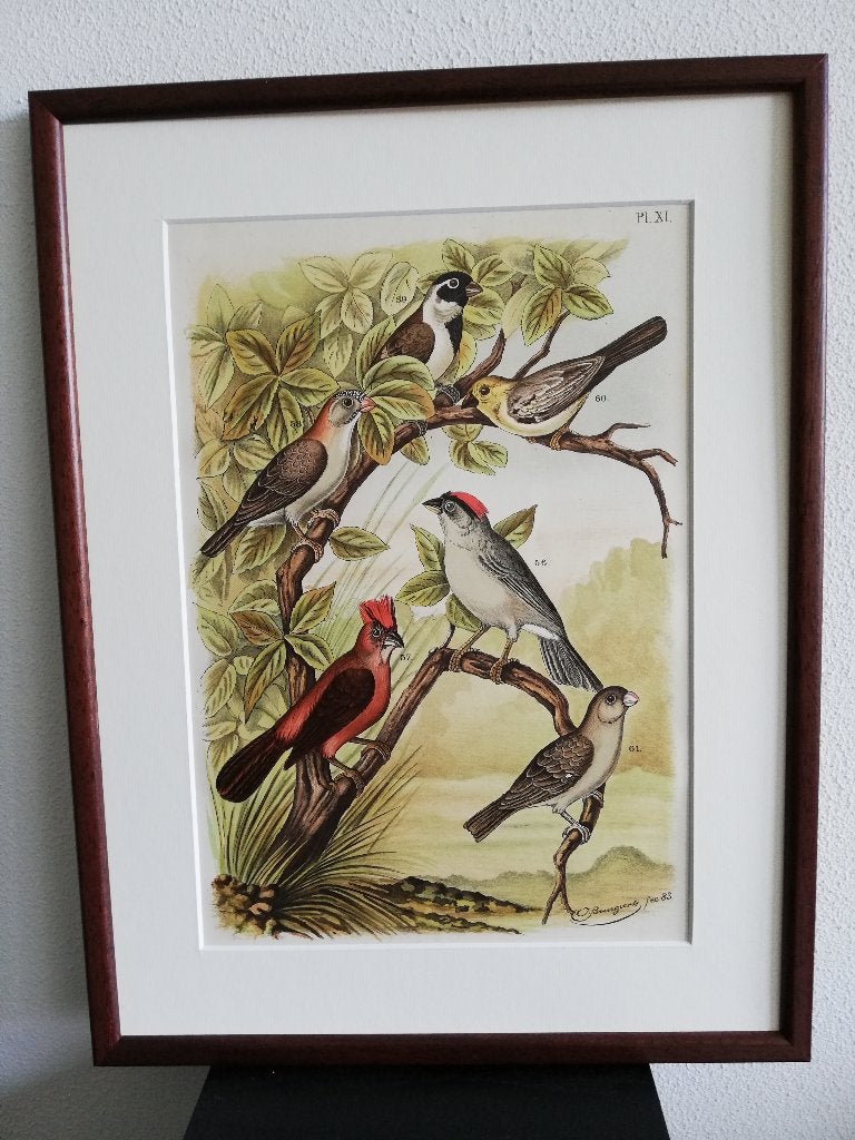 Litho Nuyens Bungartz Lubbert De Vogelwereld Vogels 1883, Ophalen of Verzenden