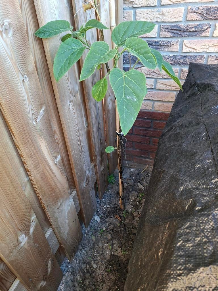 Anna Paulownia boompjes 2 stuks, Ophalen, Minder dan 100 cm, Overige soorten, Lente