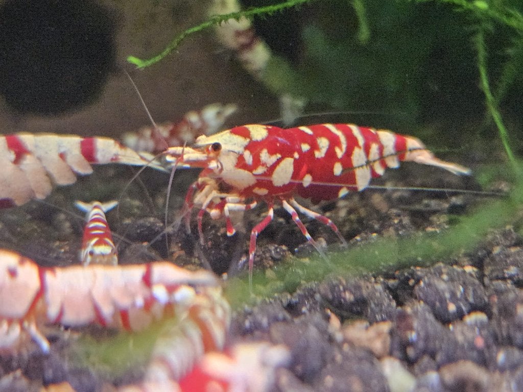 Red Fancy Tiger Caridina Garnaal, Kreeft, Krab of Garnaal, Zoetwatervis