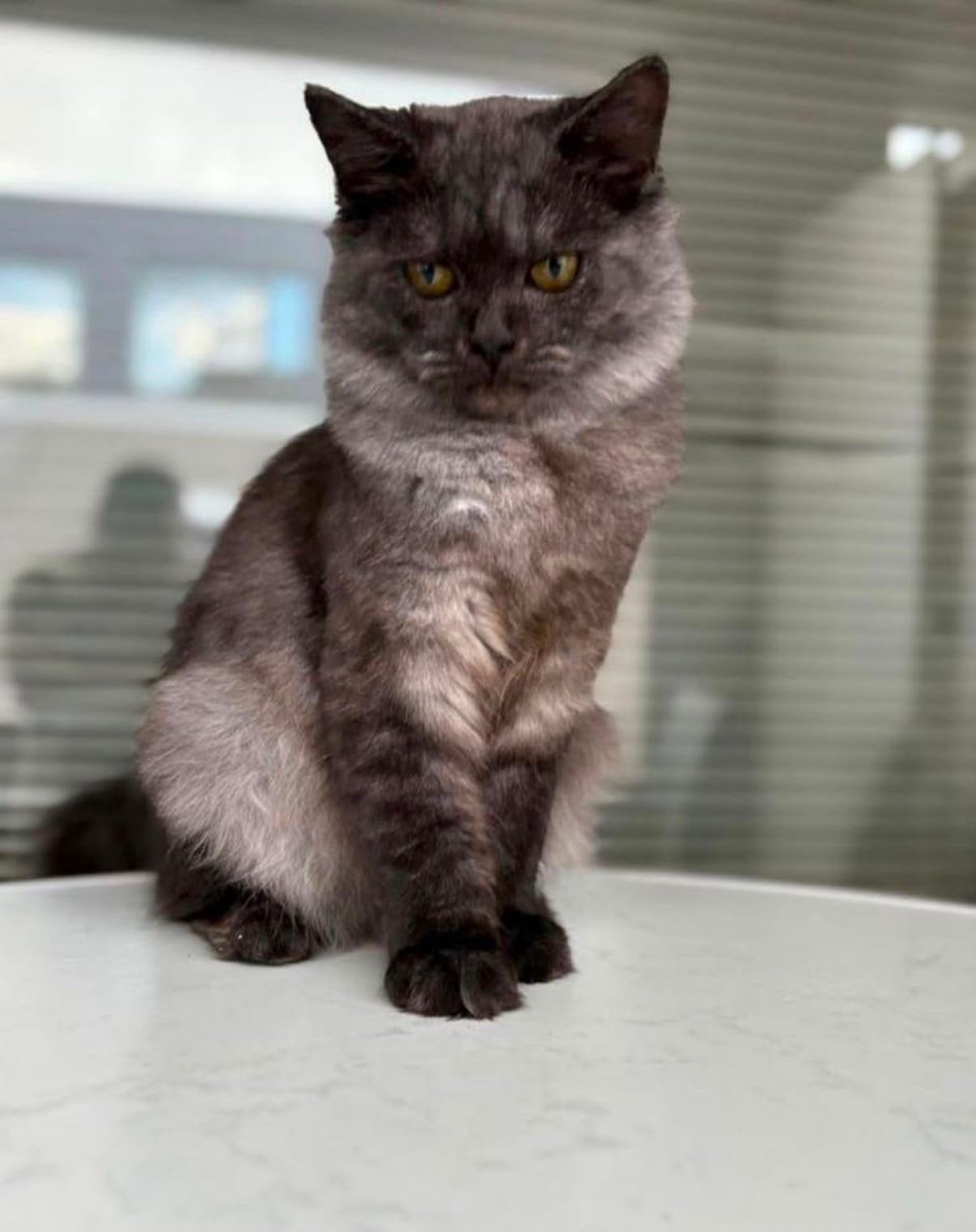 Ragdoll/bengaal poes, Poes, Gechipt