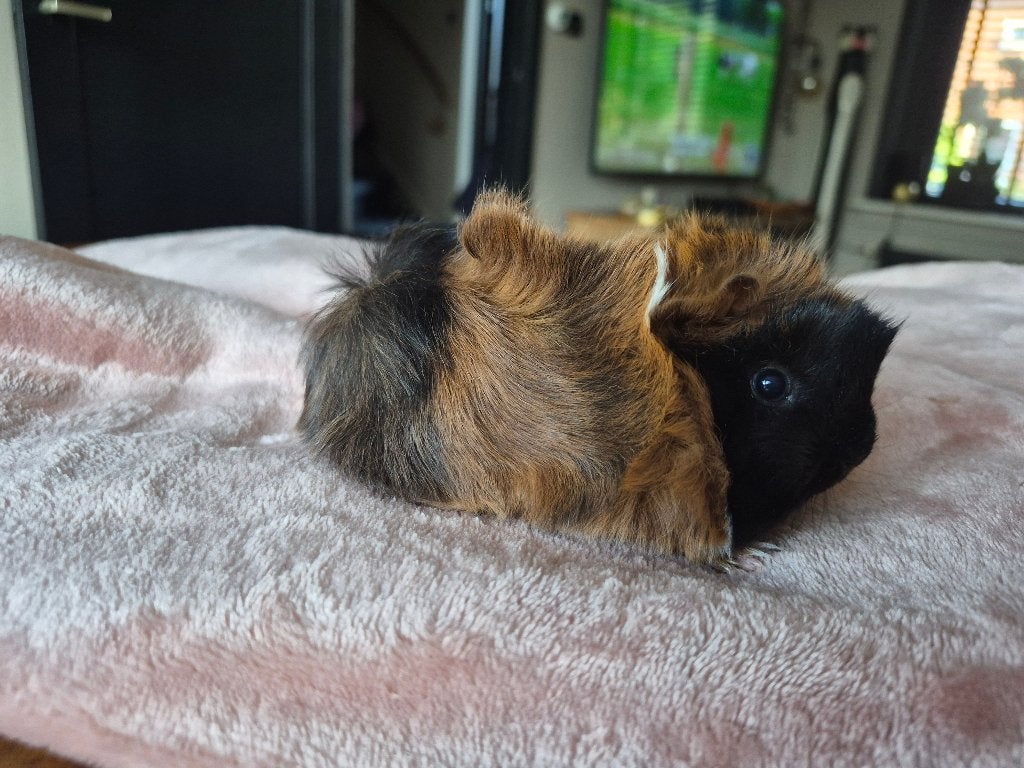 Lieve peruviaan baby cavia beertje, Cavia, Mannelijk, Tam, September