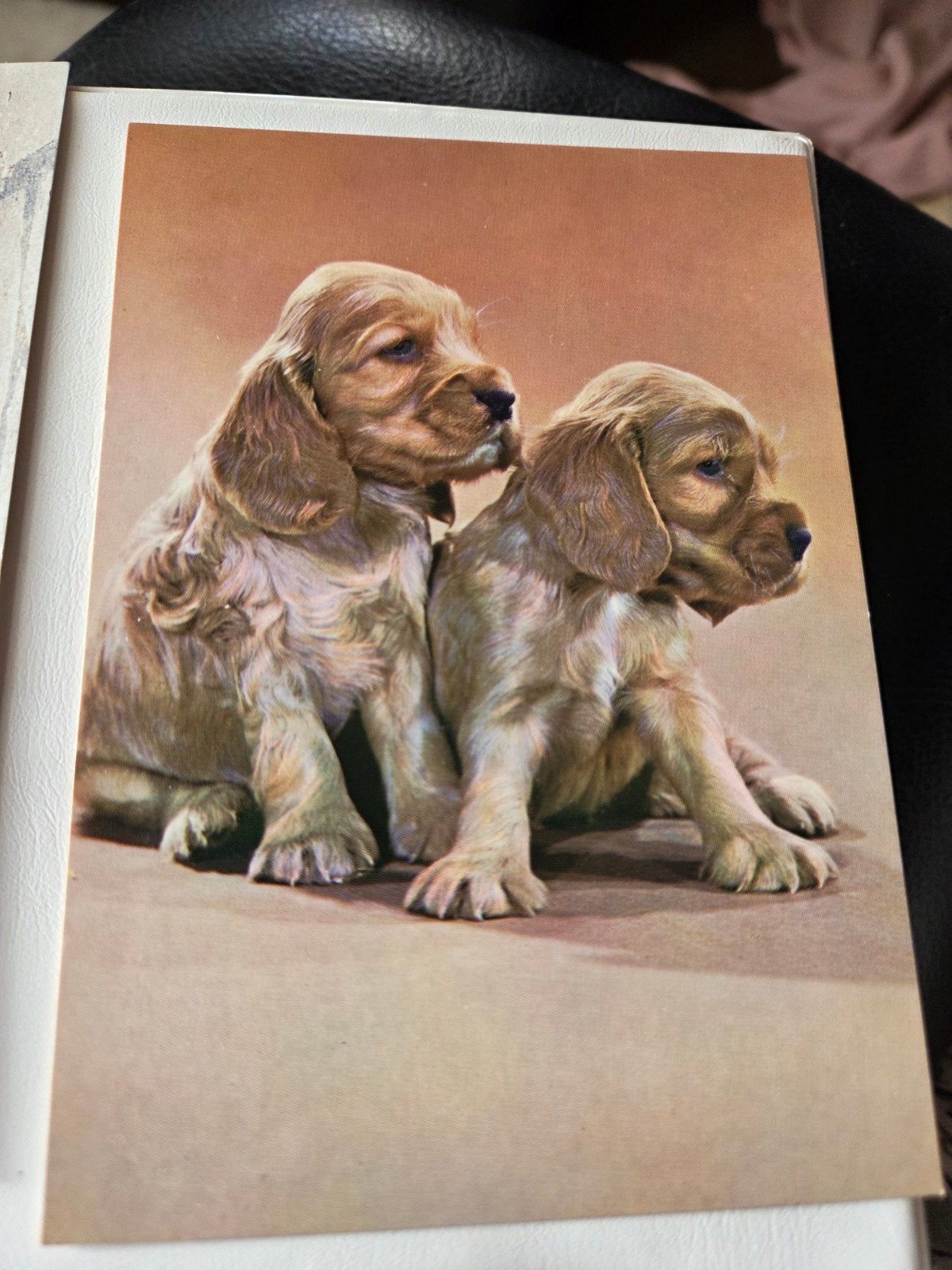Vintage Ansichtkaart: Twee Schattige Cocker Spaniël Puppy's, Ophalen of Verzenden, 1960 tot 1980, Ongelopen, Hond of Kat