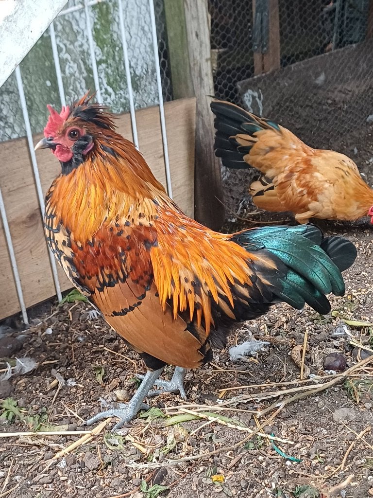 Brabanter haan, Dieren en Toebehoren, Pluimvee, Mannelijk, Kip