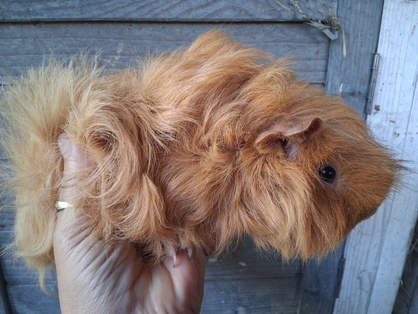 TK mooie lunkarya beer, Dieren en Toebehoren, Knaagdieren, Cavia, Mannelijk, Tam, Oktober