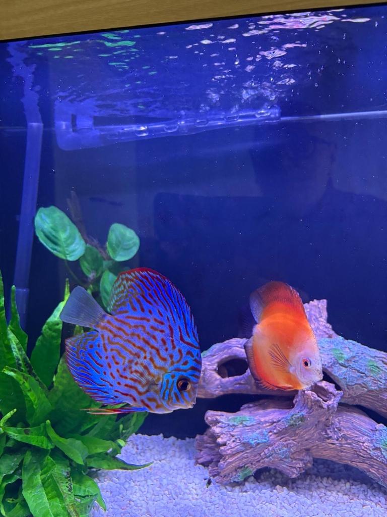 discus vis koppel, Dieren en Toebehoren, Vis, Zoetwatervis