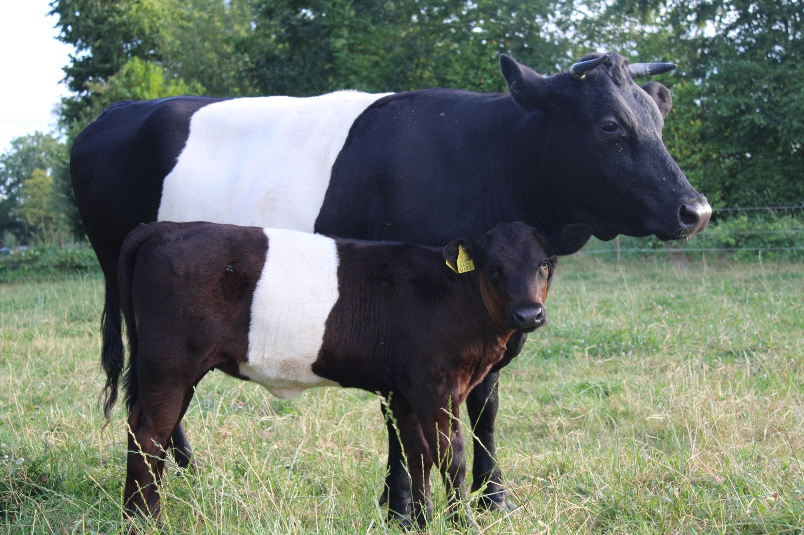 Koe met vaarskalf, Dieren en Toebehoren, Runderen