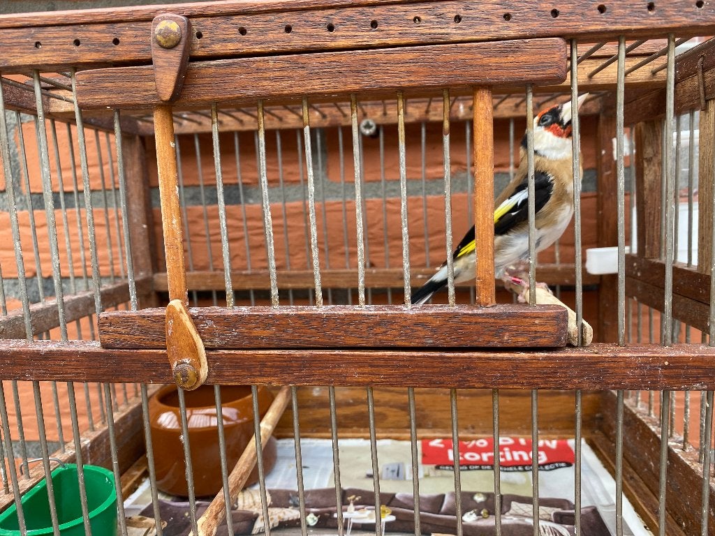 Major putter man te koop, Mannelijk, Wildzangvogel, Geringd