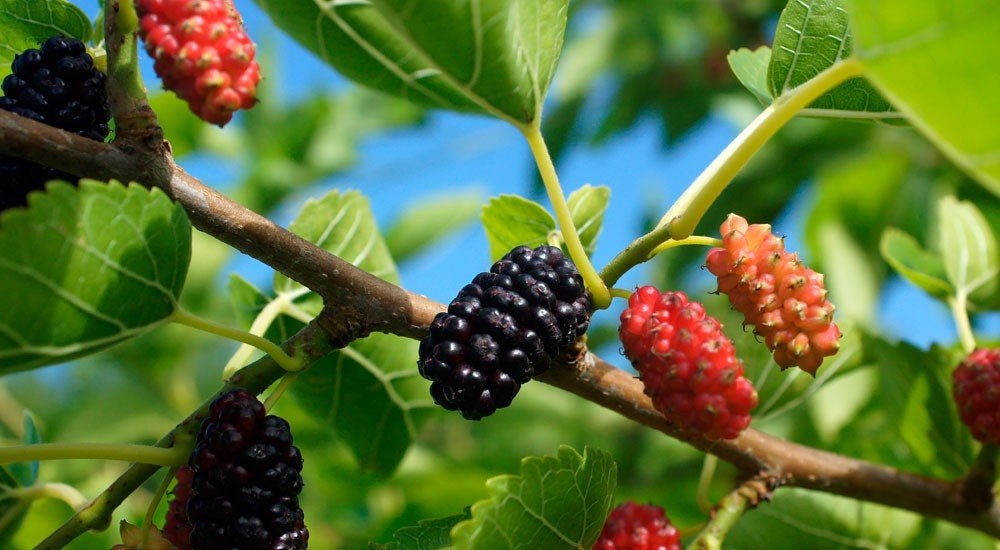 Gezocht: Zwarte Moerbeiboom (Morus nigra), Lente, Overige soorten, Volle zon, Ophalen of Verzenden