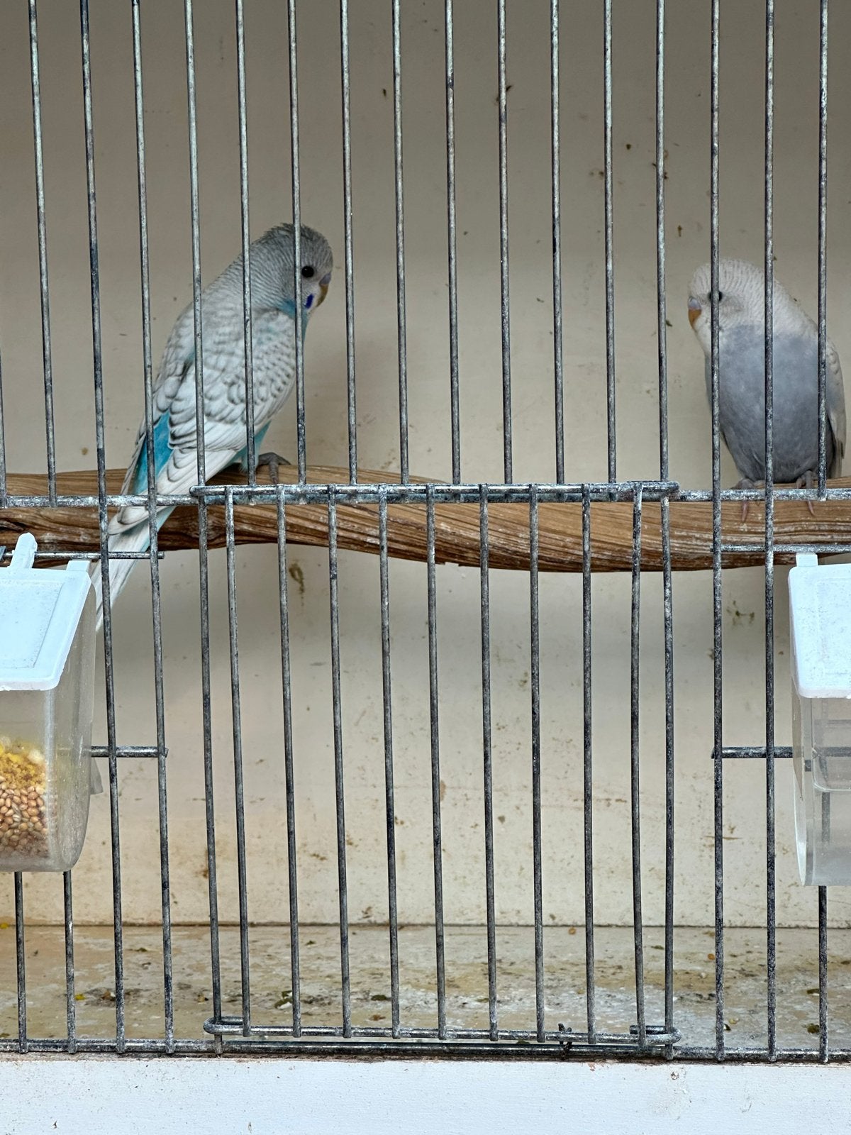 Jonge Grasparkiet, Dieren en Toebehoren, Vogels | Parkieten en Papegaaien, Mannelijk, Parkiet