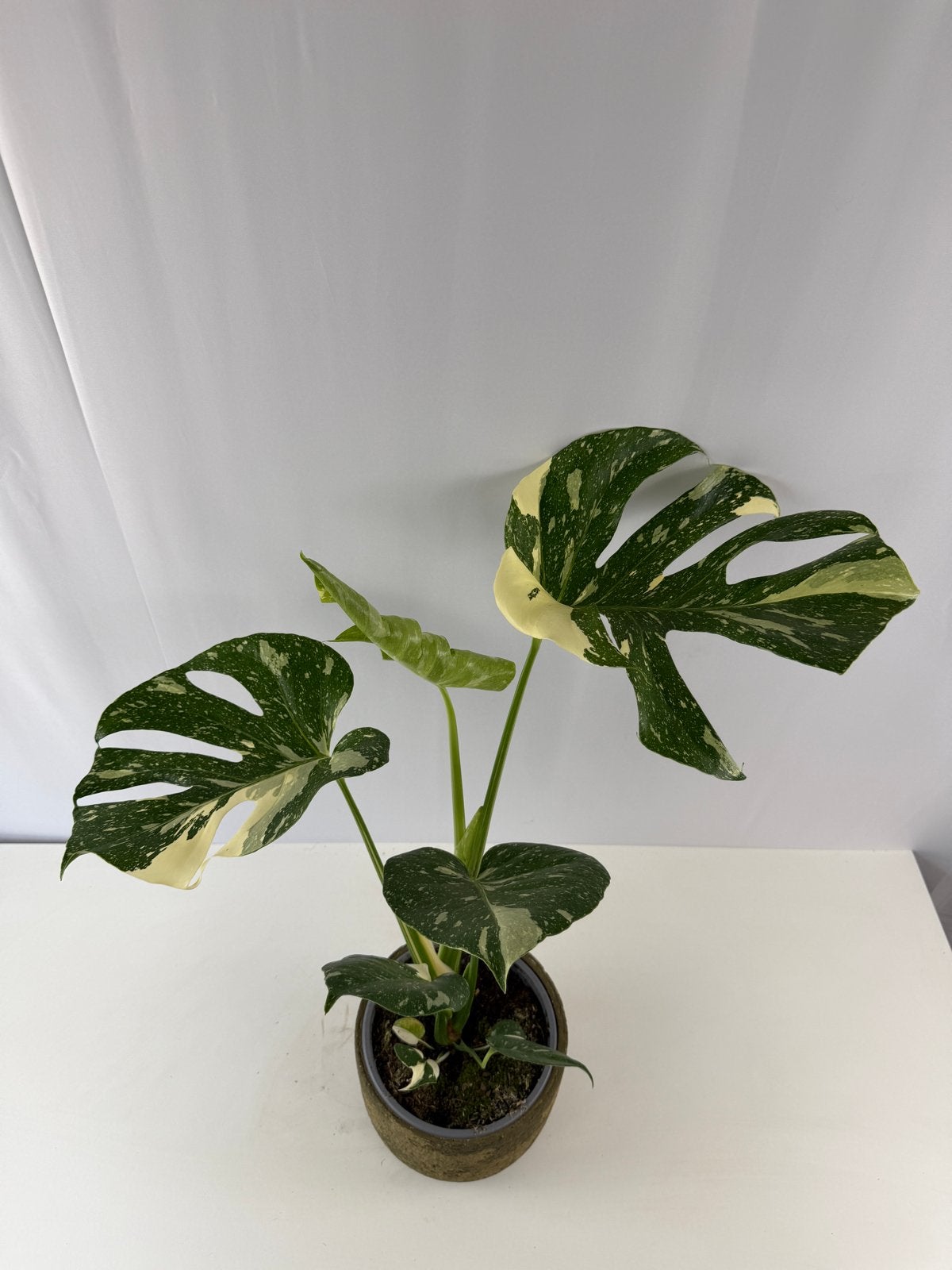 Monstera Thai Constellation - Grote plant, pot 15, 60cm, Ophalen of Verzenden