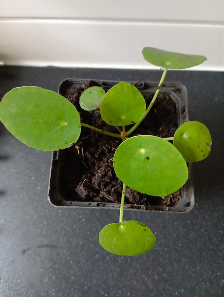 Pannekoek plantjes, Overige soorten, Minder dan 100 cm, Bloeiende kamerplant, Halfschaduw