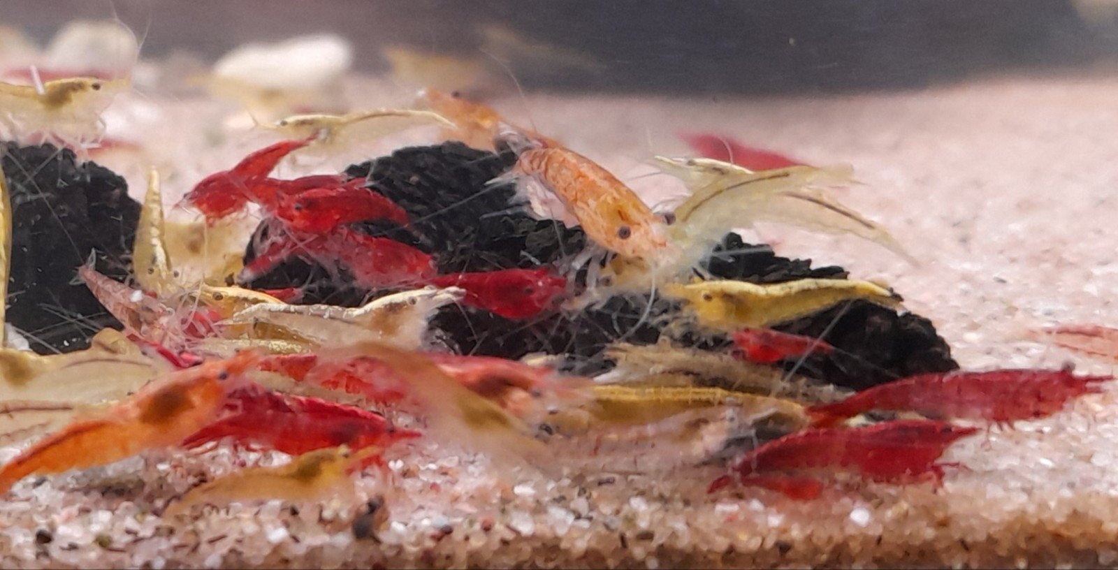 Garnalenmix 30 voor 10 euro, Dieren en Toebehoren, Vissen | Aquariumvissen, Kreeft, Krab of Garnaal