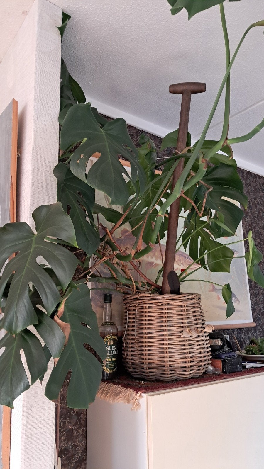 gatenplant groot, Ophalen, Halfschaduw, 100 tot 150 cm