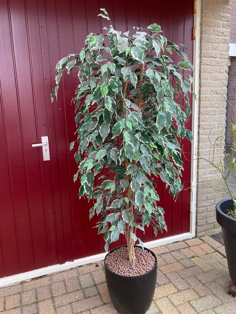 Kunst plant 170 cm hoog, Ophalen, Kunstplant, Kunststof, 170 cm