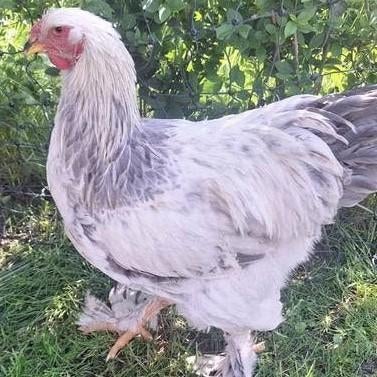 5 brahma hanen  17 weken oud, Dieren en Toebehoren, Pluimvee, Mannelijk, Kip