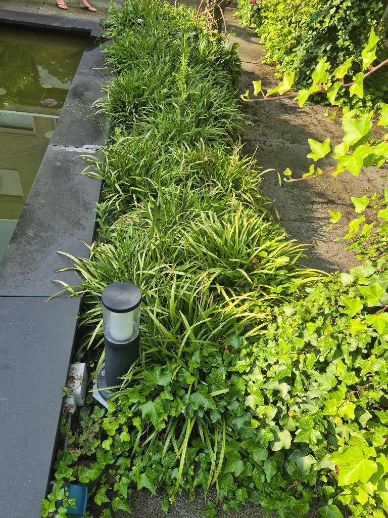 Tuinplanten GRATIS op te halen, Ophalen, Vaste plant, Bodembedekkers, Halfschaduw