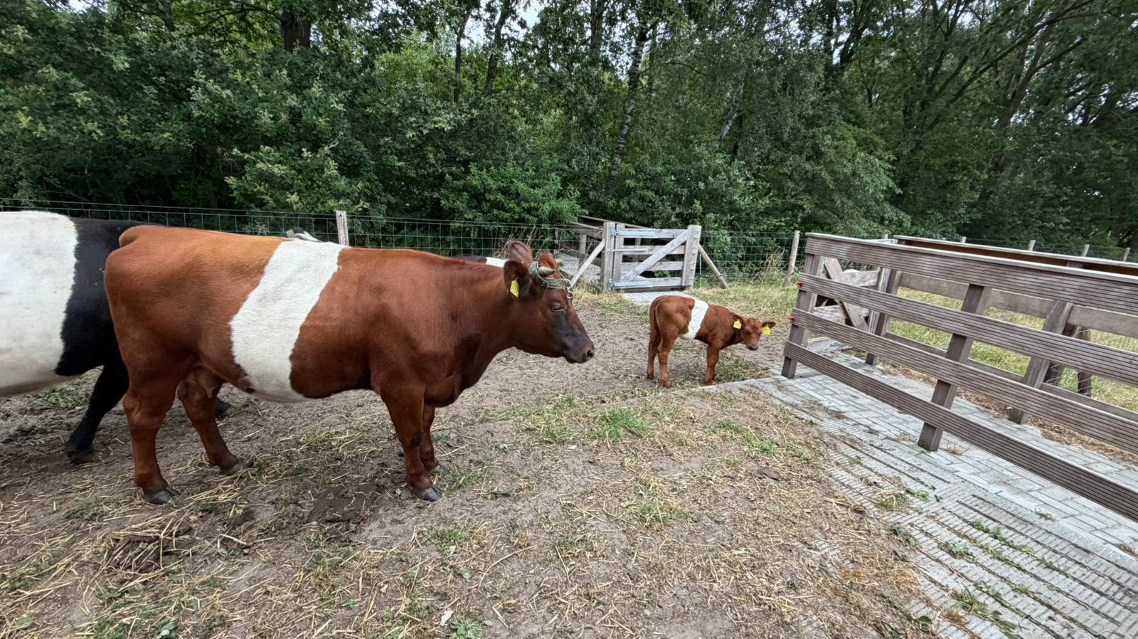 Lakenvelder pink met kalf, Dieren en Toebehoren, Vrouwelijk