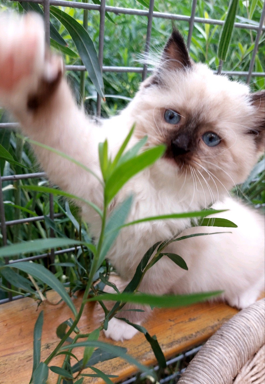 2 ragdoll kittens met stamboom, Dieren en Toebehoren, Meerdere dieren, Met stamboom, 0 tot 2 jaar