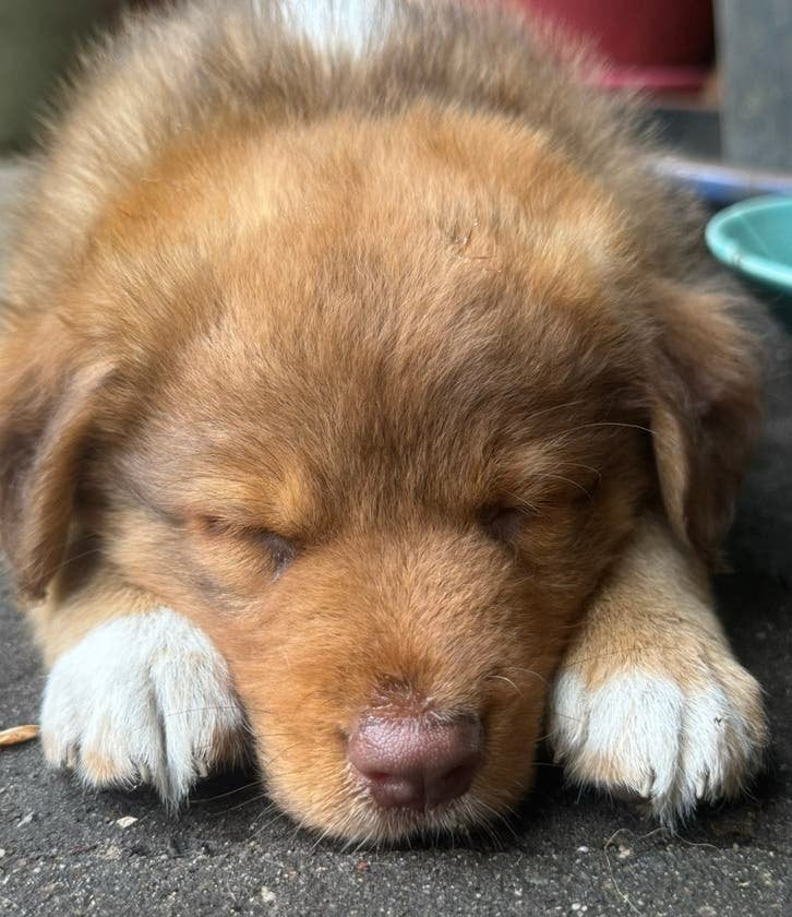 Aussie toller, Overige rassen, Meerdere, Meerdere dieren, Nederland