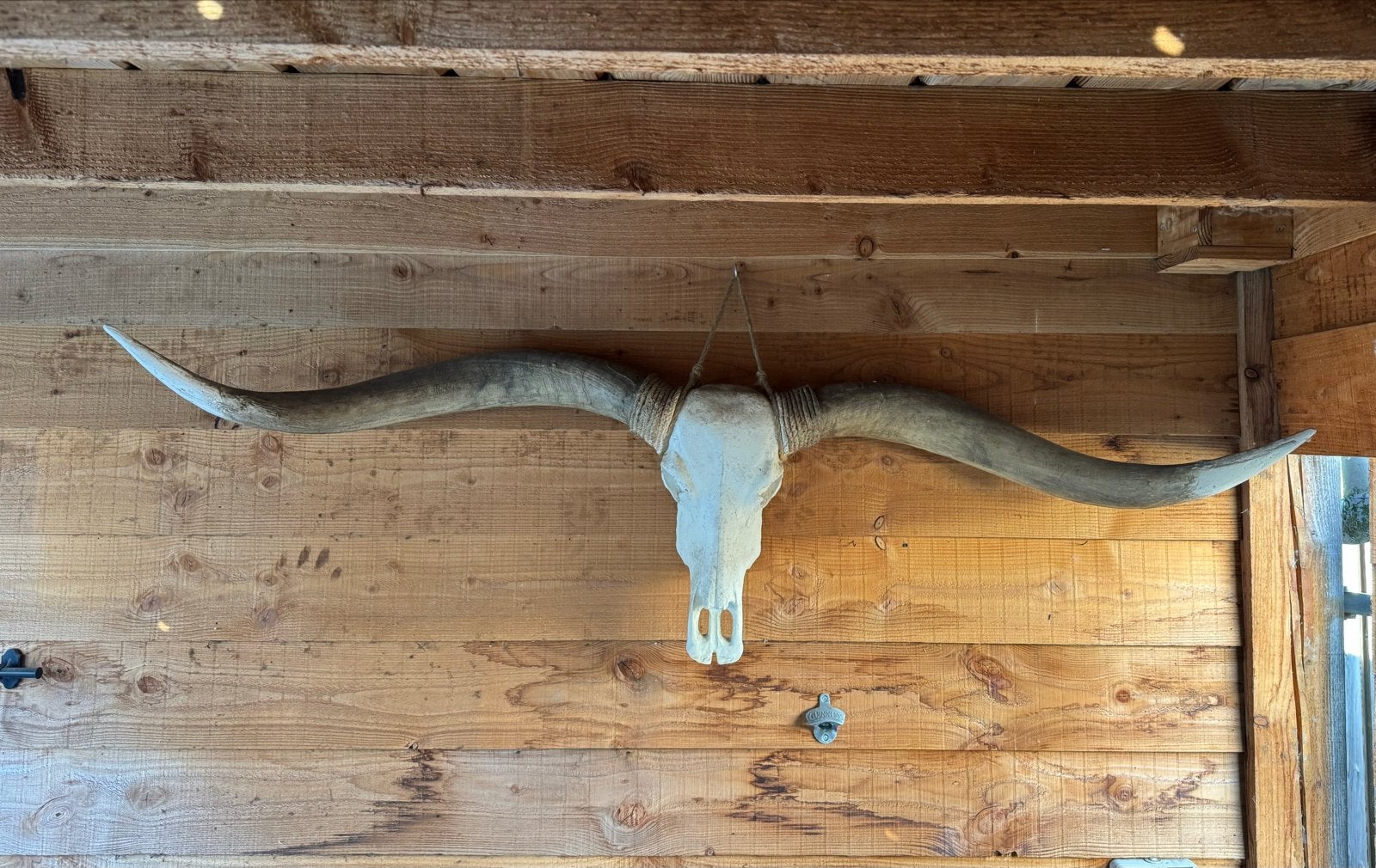 Decoratieve schedel met hoorns - Longhorn, Huis en Inrichting, Ophalen, Vintage, Gebruikt, Overige materialen