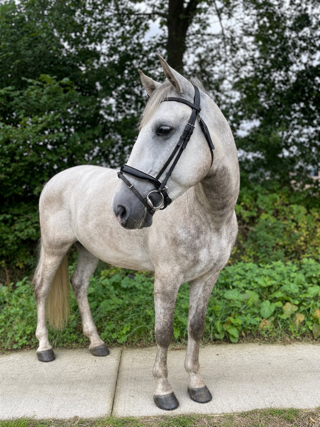 Lieve 8 jarige ruin zoekt nieuw plekje, B, Ruin, 7 tot 10 jaar, Gechipt