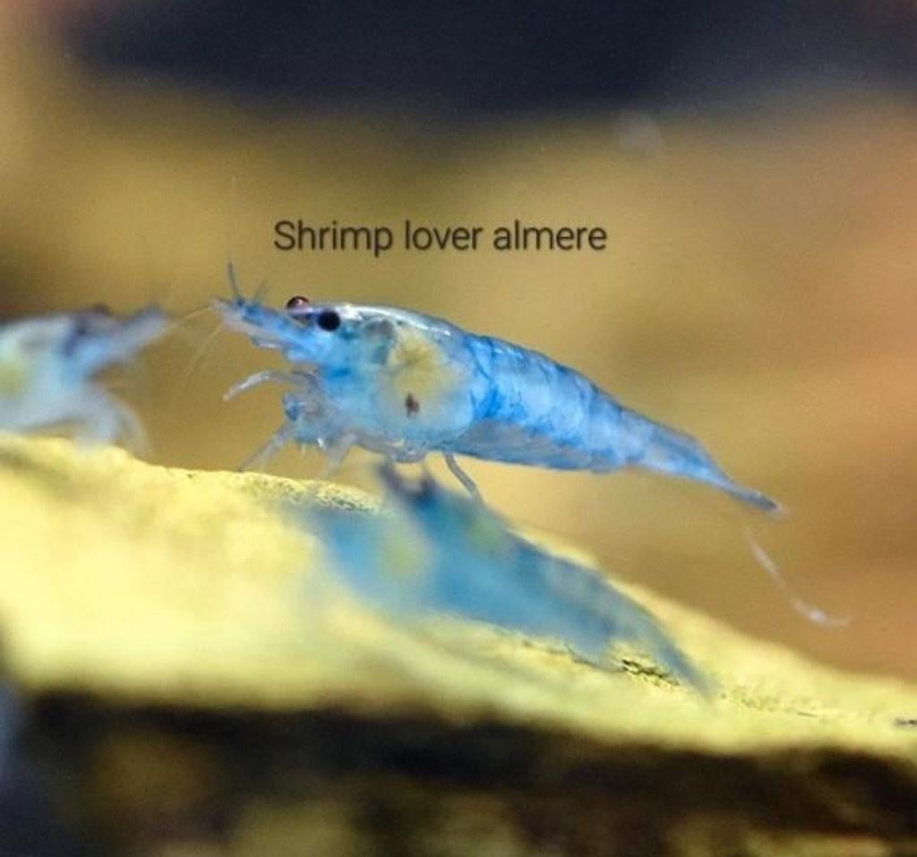 Neocaridina Blue jelly garnalen, Dieren en Toebehoren, Vissen | Aquariumvissen, Kreeft, Krab of Garnaal, Zoetwatervis