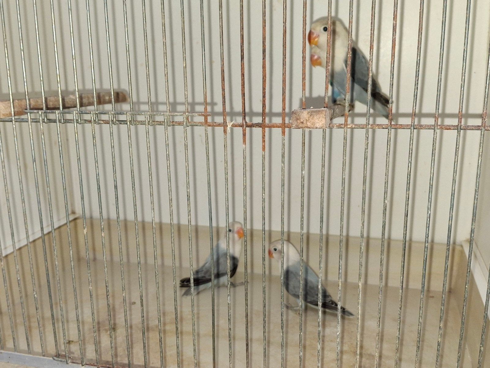 4x opaline, Dieren en Toebehoren, Meerdere dieren, Geringd