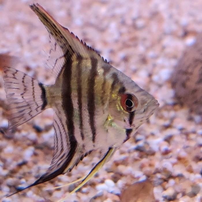 pterophyllum scalare, Dieren en Toebehoren, Vis