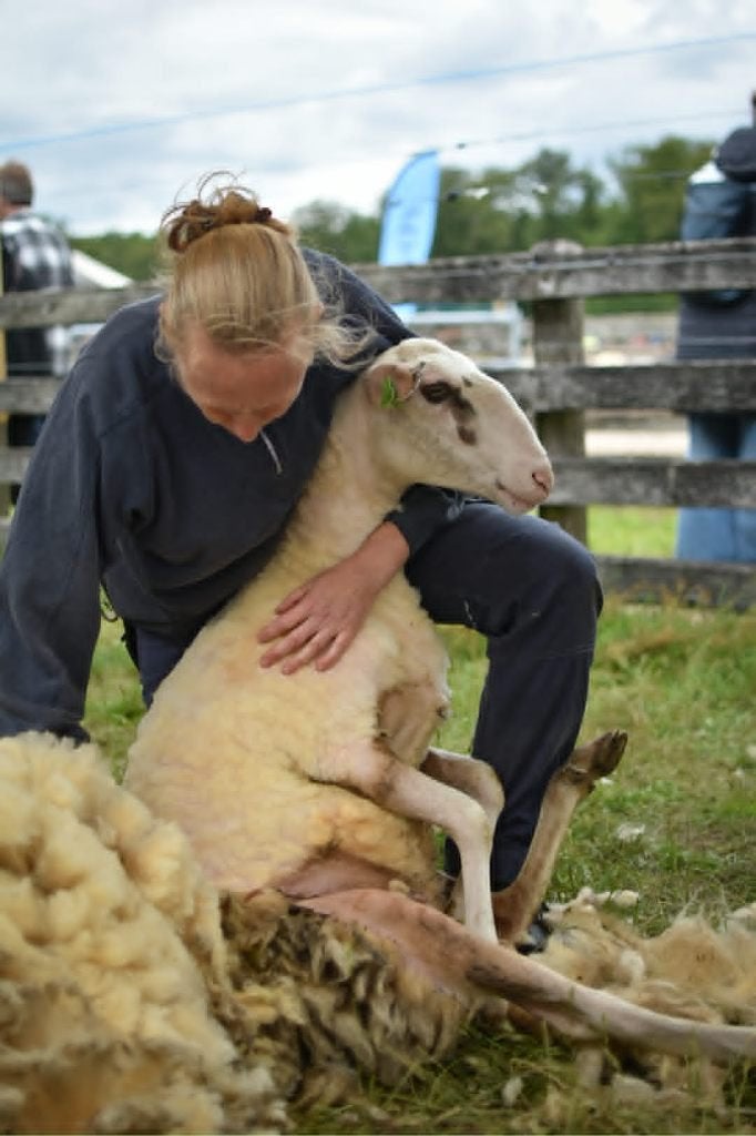 schapen scheren/ schapenscheerder, Vrouwelijk, Schaap