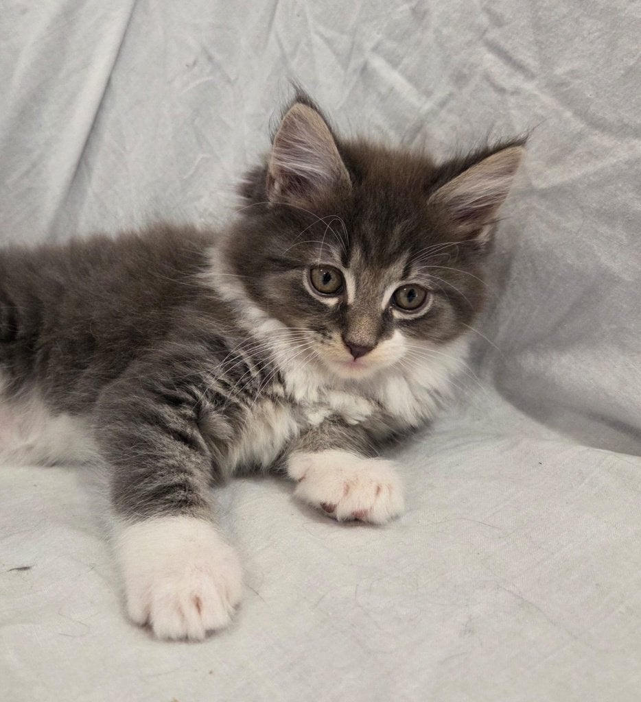 6 Chique Raszuivere MAINE COON Kittens - Mogen nu Verhuizen, Dieren en Toebehoren, Katten en Kittens | Raskatten | Langhaar, Meerdere dieren