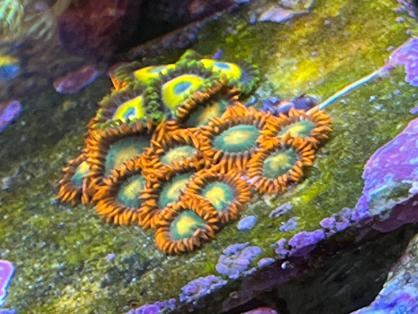 Zoa garden/ buttons/koraal/Scrambled Egg Zoas, Overige typen