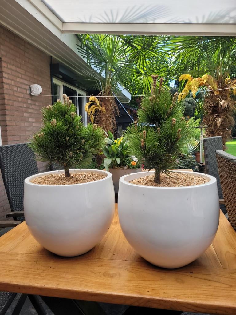 Pinus Leuc Zwerg Schneverdingen in witte polyester pot, Ophalen, Kunststof, Minder dan 30 cm, Minder dan 60 cm
