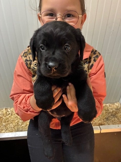 Zwarte labrador pups te koop met stamboom !!!, Parvo, 8 tot 15 weken, Labrador retriever, Meerdere