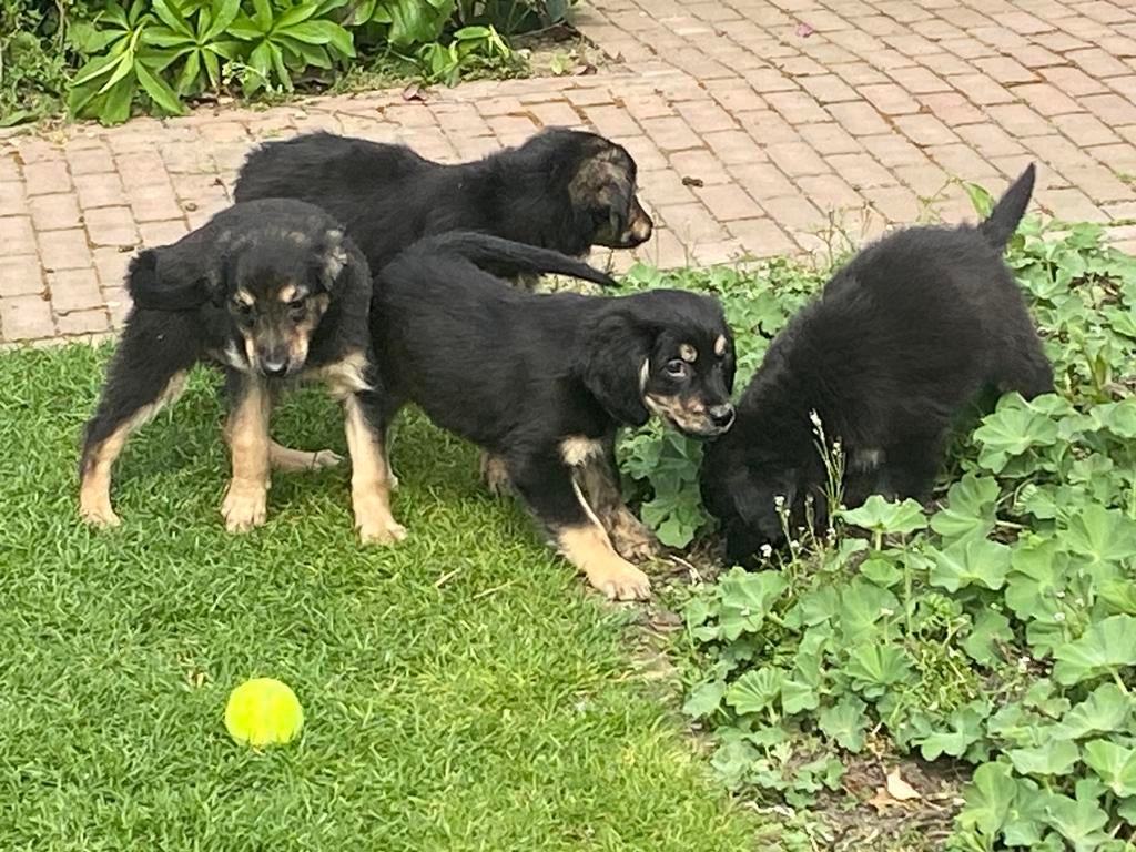 Supermooie GOLDEN RETRIEVER x FRIESE STABIJ pups, Parvo, Nederland, 8 tot 15 weken, Meerdere