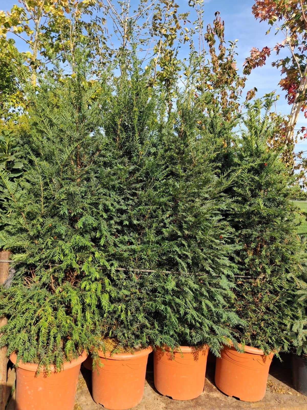 !!!ACTIE!!! Taxus Baccata - Venijnboom 150-175 cm, Ophalen of Verzenden, Taxus, Struik, 100 tot 250 cm