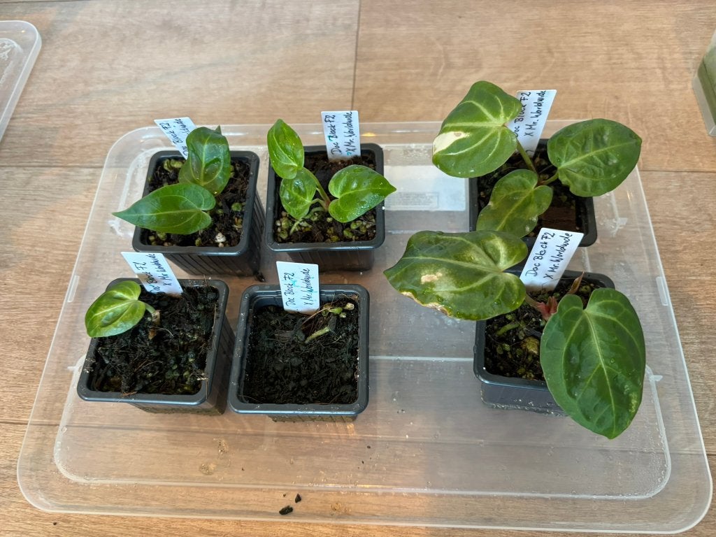 Anthurium Doc Block F2 X Mr Worldwide clones, Ophalen of Verzenden, Halfschaduw, Minder dan 100 cm