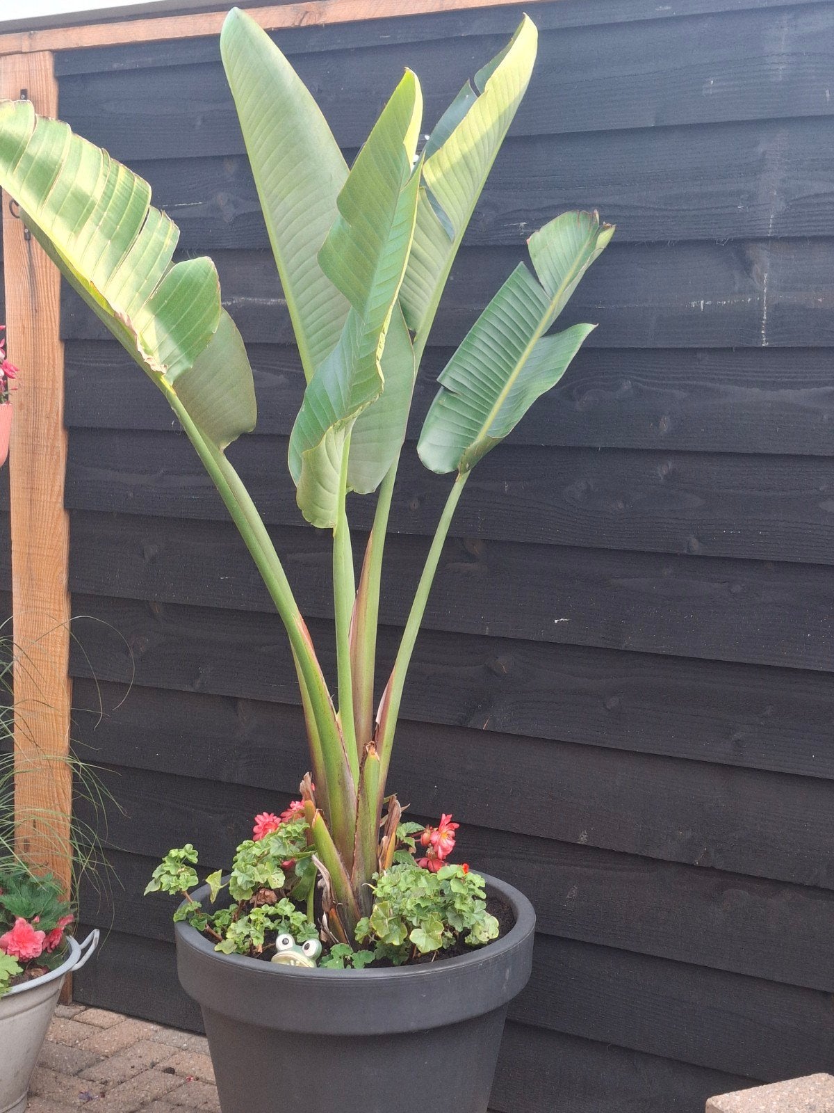 strelitzia, Ophalen of Verzenden, Overige soorten, Volle zon