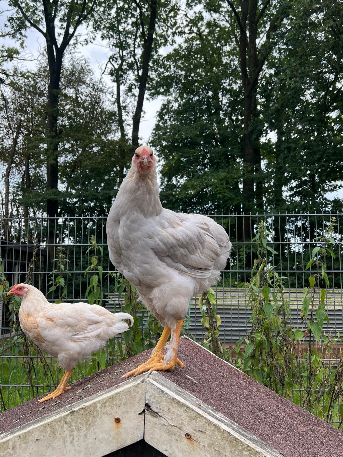 Parelgrijs haantje, Dieren en Toebehoren, Mannelijk, Kip