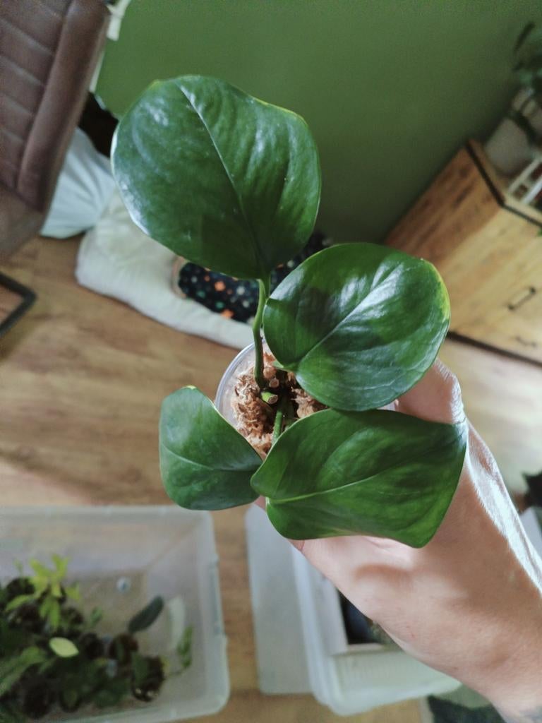 Epipremnum poonsin, Huis en Inrichting, Kamerplanten, Minder dan 100 cm, Halfschaduw, Ophalen of Verzenden