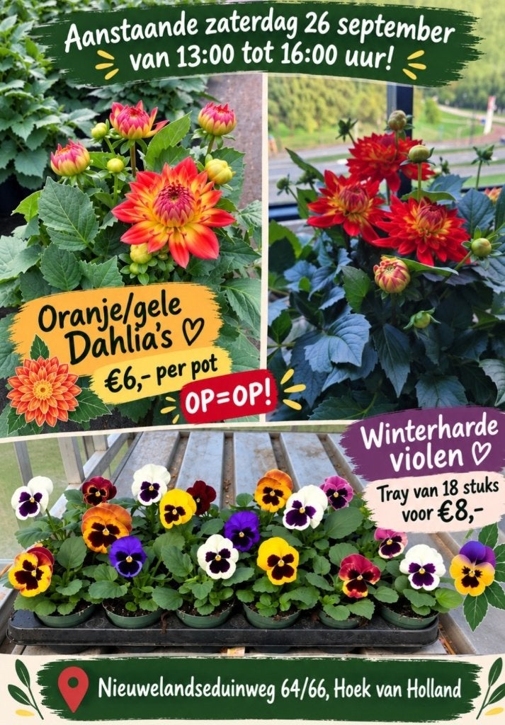 26 september Dahlia's en violen bij Ron's Perkplanten HVH, Volle zon, Eenjarig, Herfst, Ophalen